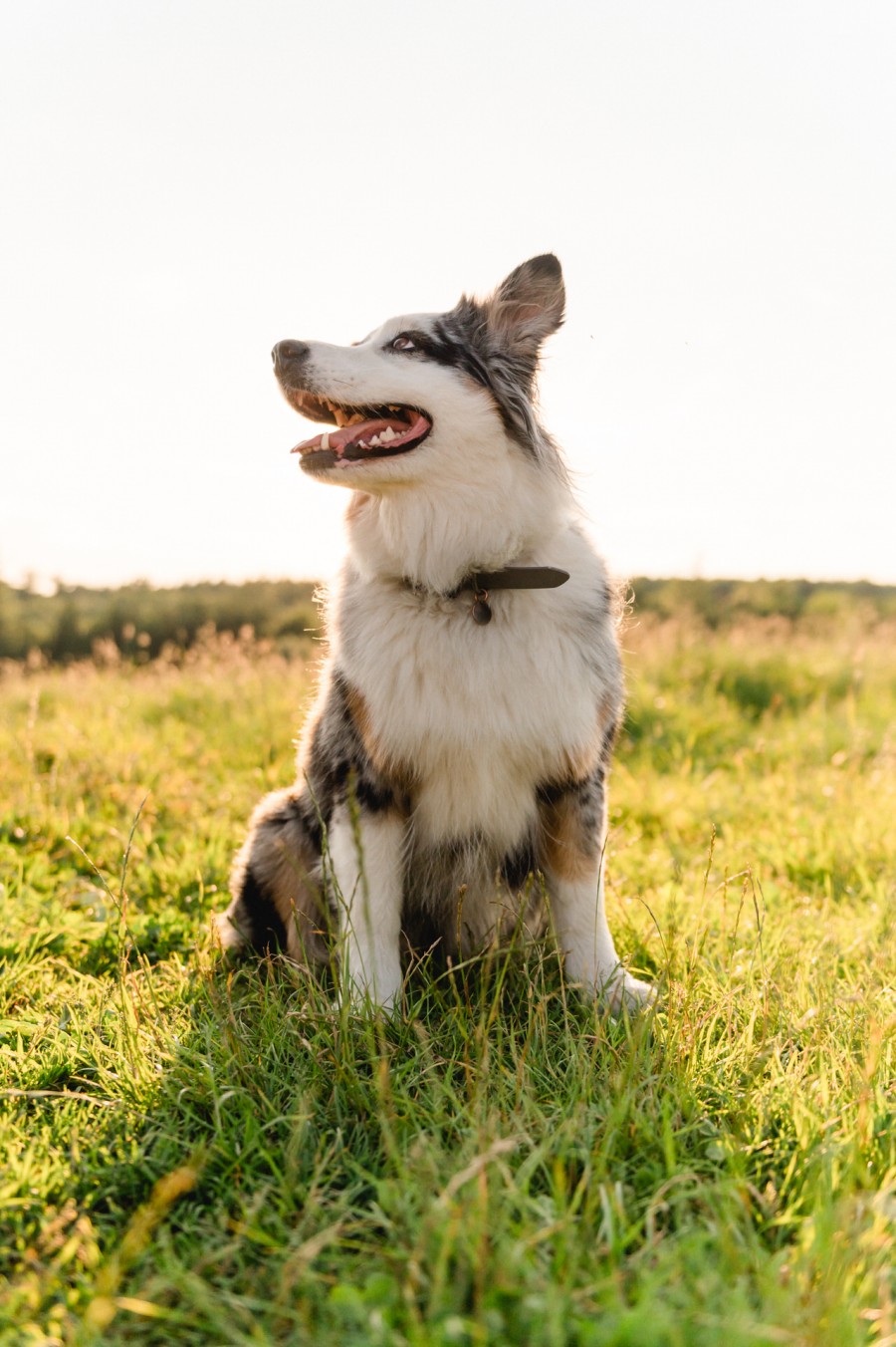 Natalie_Manuel_Bobingen_00004 ein Hund, der auf einer Wiese sitzt.