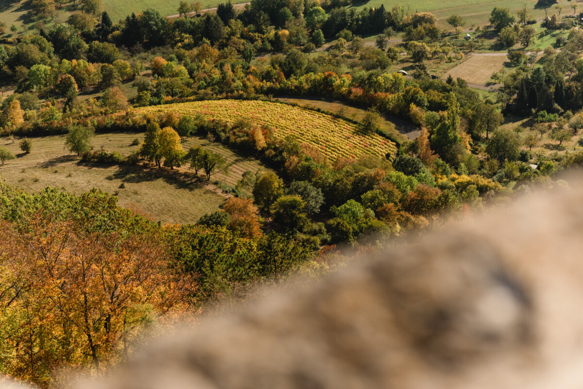christian-lorenz.net Luftaufnahme eines üppigen, grünen Tals mit Reihen von Kulturpflanzen, umgeben von dichten Bäumen und Vegetation, unter klarem Himmel.