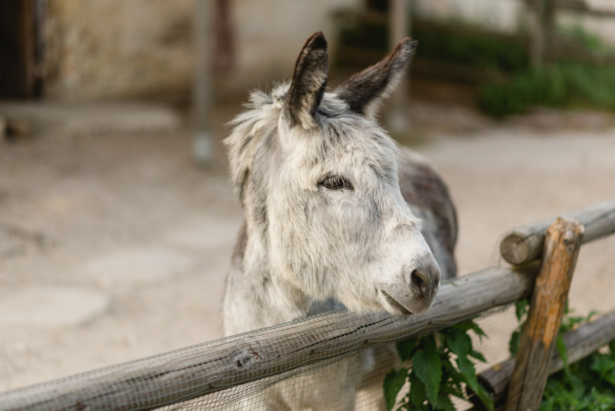 Hinter einem Holzzaun steht ein grauer Esel und blickt nach rechts.