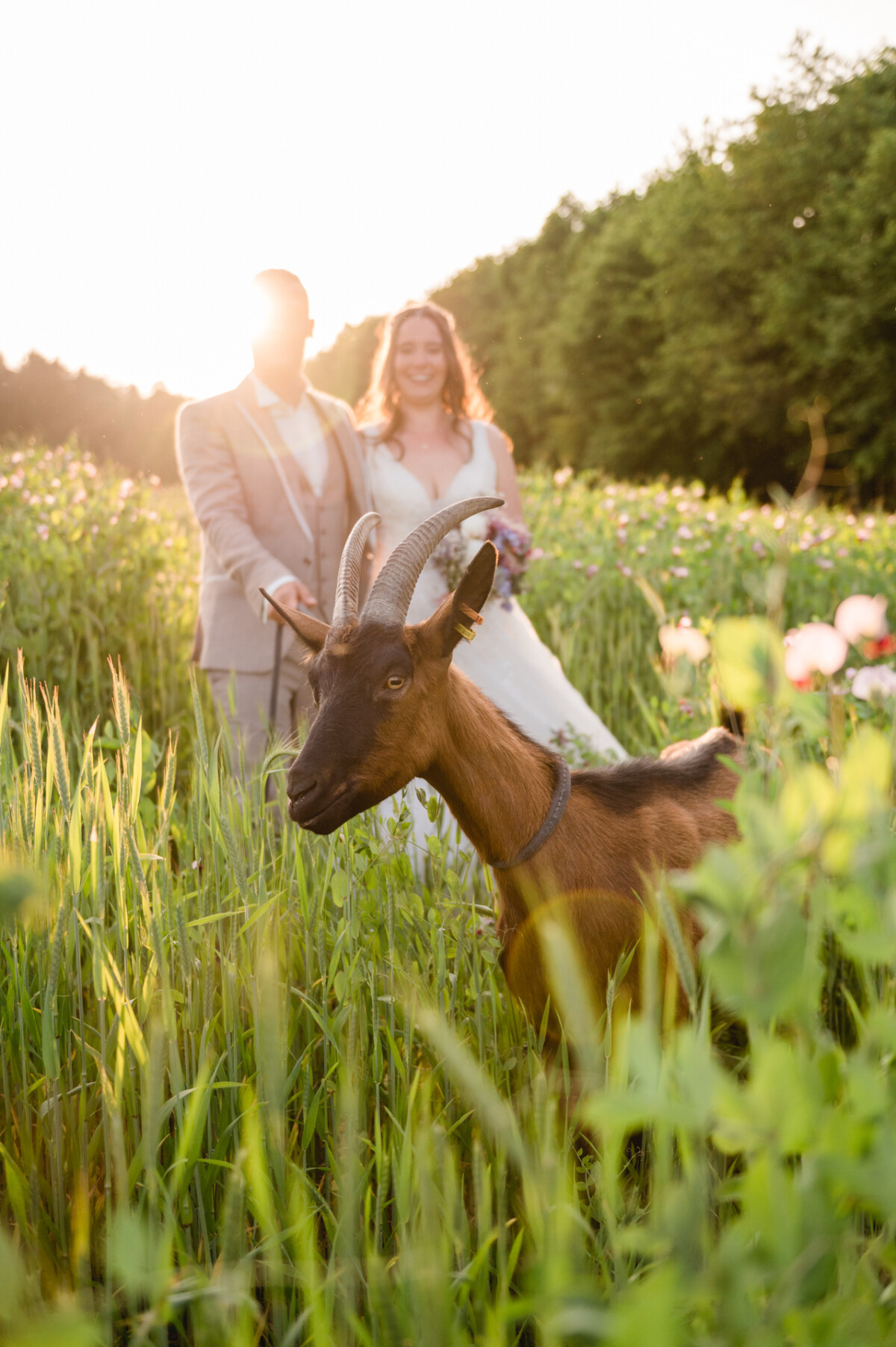 Ein Paar in Abendkleidung steht auf einer sonnenbeschienenen Blumenwiese und posiert mit einer Ziege im Vordergrund.