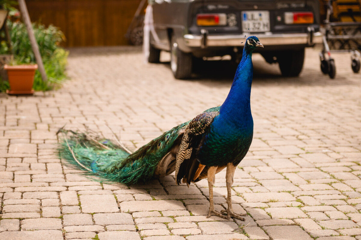 Ein Pfau mit leuchtend blauen und grünen Federn steht auf einem Kopfsteinpflasterweg in der Nähe eines geparkten Autos.