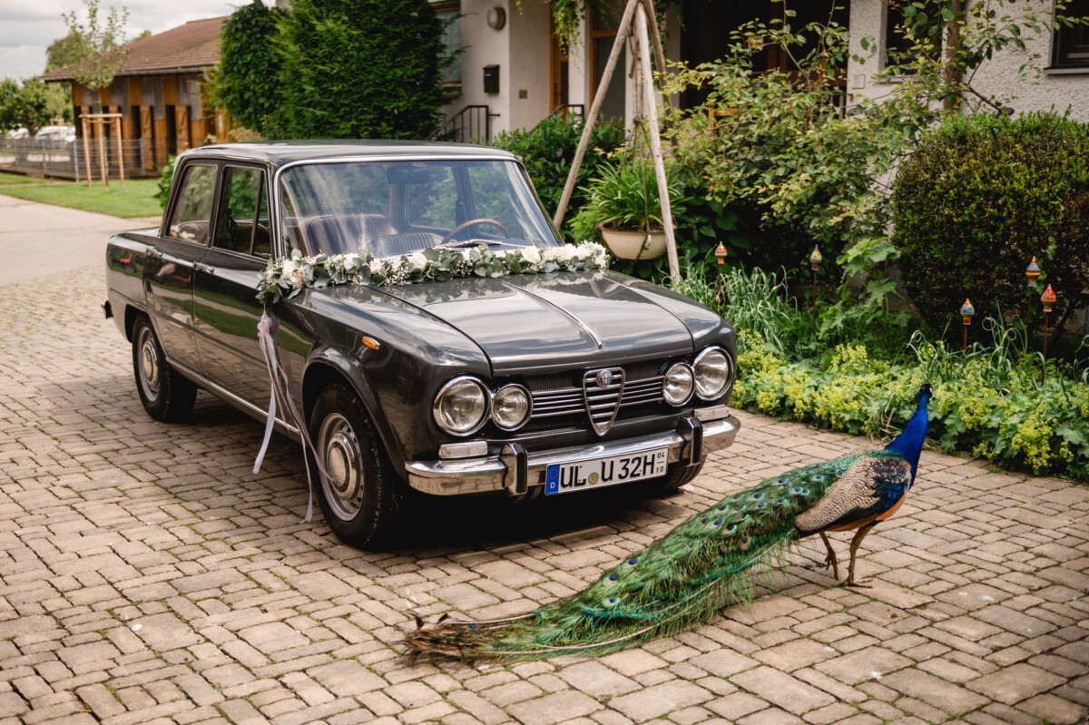 Ein mit Blumen geschmückter schwarzer Oldtimer parkt auf einem Kopfsteinpflasterweg. Vor dem Auto läuft ein Pfau mit gespreizten Schwanzfedern.
