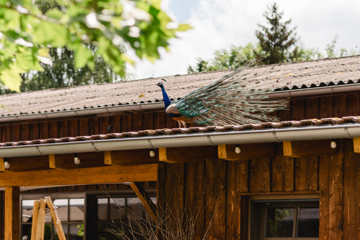 christian-lorenz.net Auf dem Dach eines Holzgebäudes steht ein Pfau und zeigt sein Gefieder.