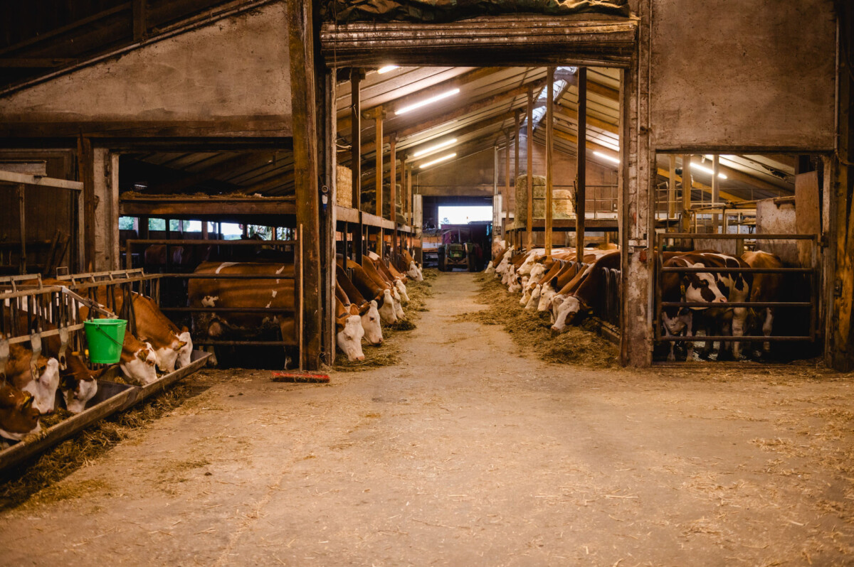 Kühe kauen Heu in einem schwach beleuchteten Stall mit Holzbalken auf dem Schammenhof, einer ruhigen Szenerie unweit von Langenau bei Ulm. Kühe kauen Heu in einem schwach beleuchteten Stall mit Holzbalken auf dem Schammenhof, einer ruhigen Szenerie unweit von Langenau bei Ulm.