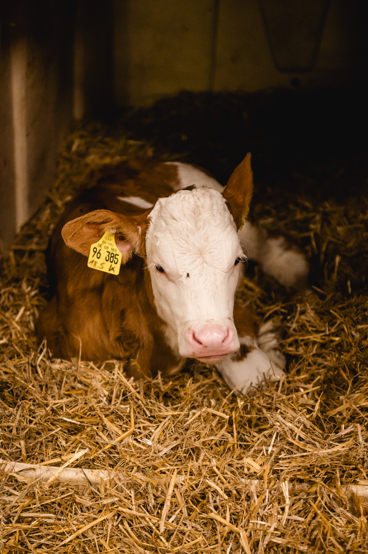 In einer schwach beleuchteten Scheune des Schammenhofs Langenau bei Ulm liegt ein junges braun-weißes Kalb im Heu, seine Ohren sind mit gelben Erkennungsmarken geschmückt. In einer schwach beleuchteten Scheune des Schammenhofs Langenau bei Ulm liegt ein junges braun-weißes Kalb im Heu, seine Ohren sind mit gelben Erkennungsmarken geschmückt.